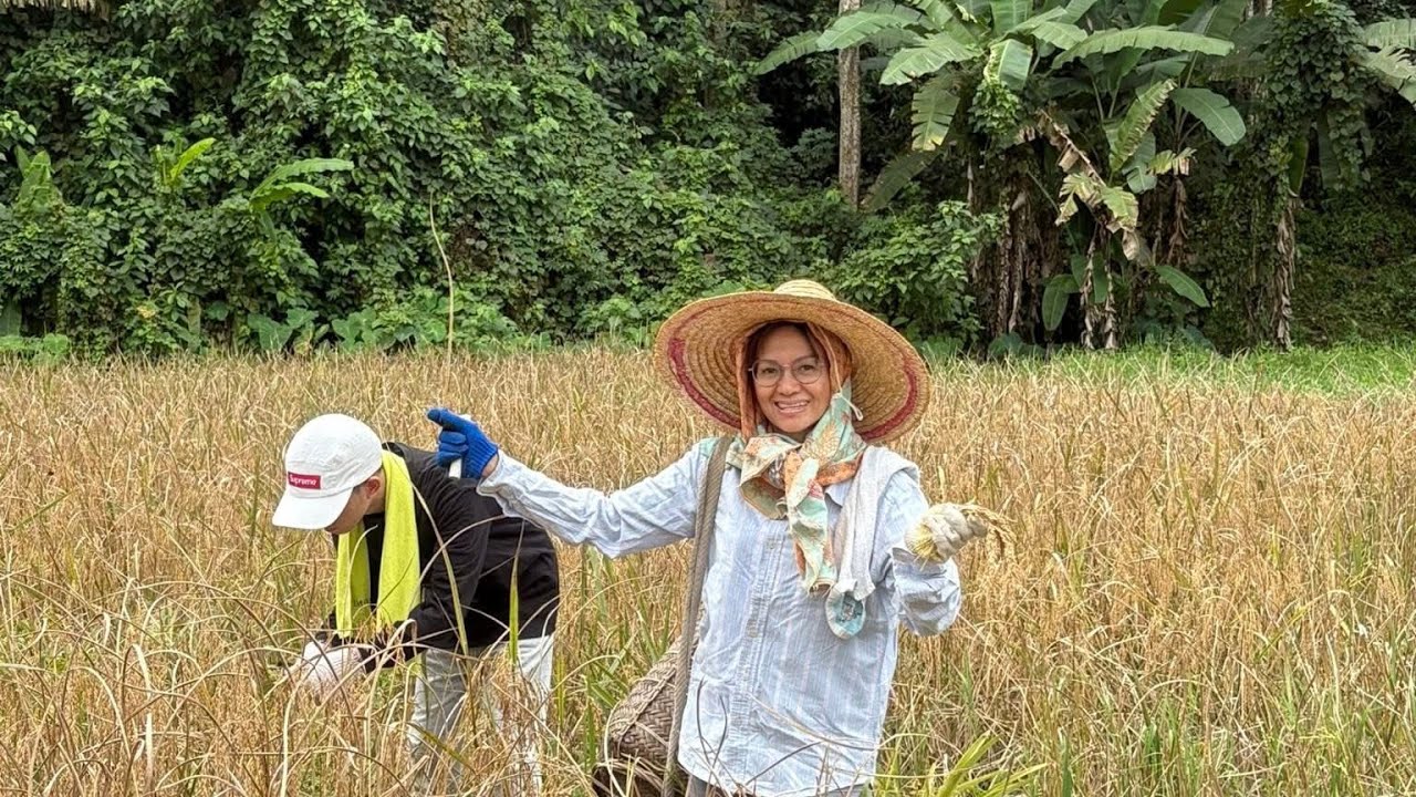 Ajar anak cara tradisi menuai padi