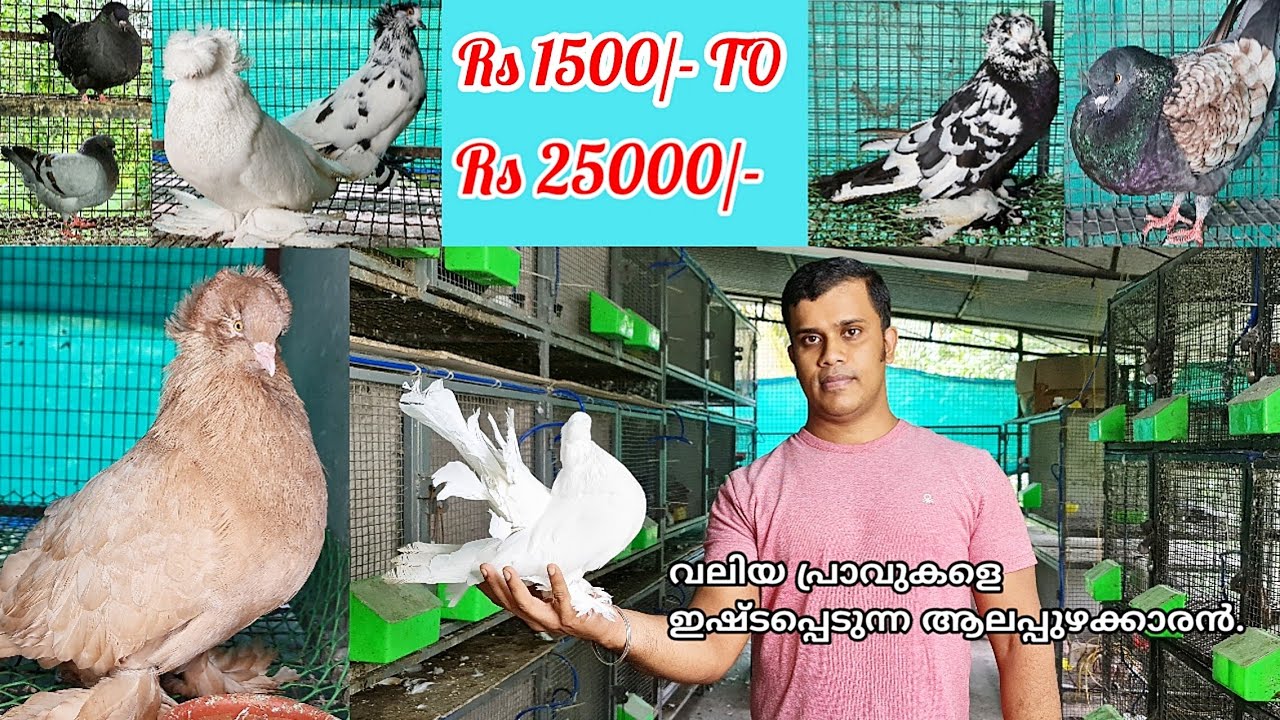 ഭീമൻ പ്രാവുകളുടെ വലിയ ശേഖരവുമായി ഒരു ആലപ്പുഴക്കാരൻ | PIGEON MALAYALAM VIDEO | PETS CARE | പ്രാവ്