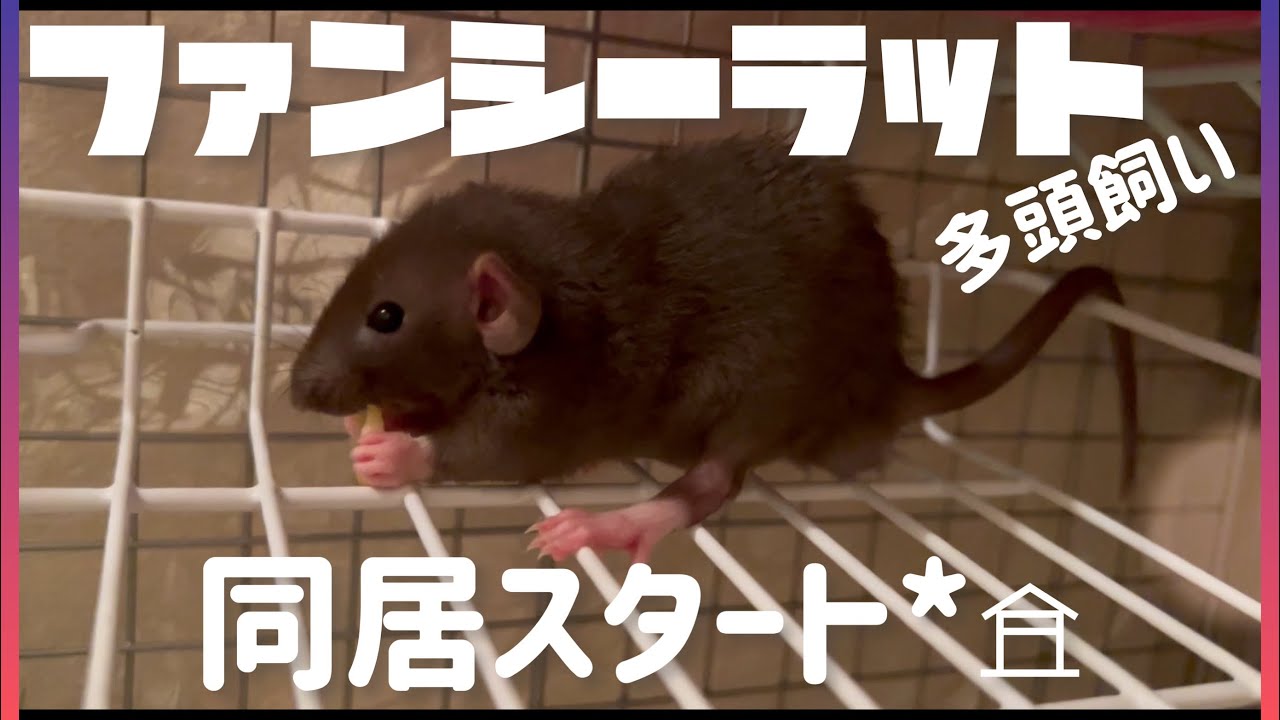【ファンシーラット】多頭飼い🐁🐀同居スタート【Fancyrat】