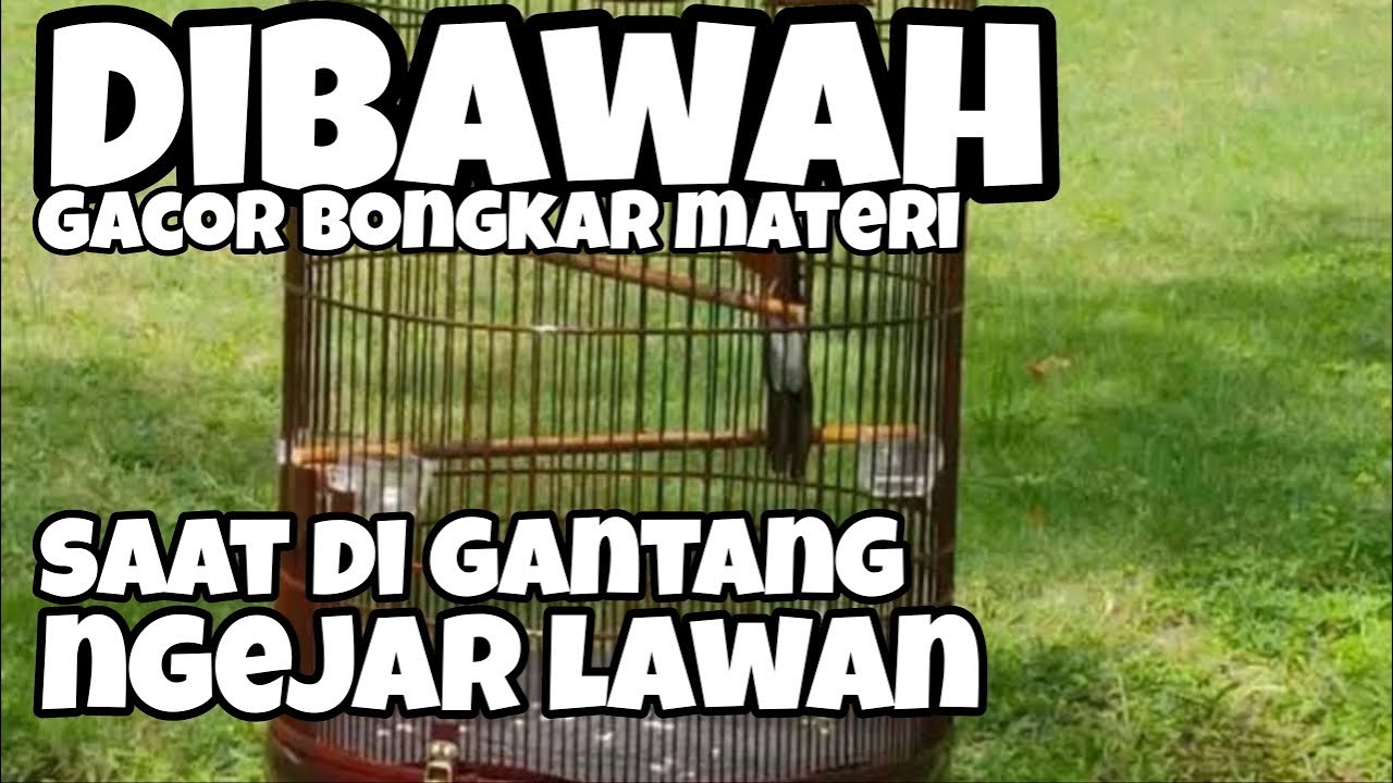 Cara mengatasi murai batu ngejar lawan