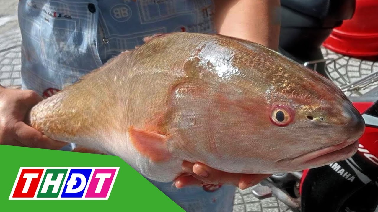 Ngư d&acirc;n Đ&agrave; Nẵng bắt được c&aacute; nghi sủ v&agrave;ng 3,5 kg | THDT