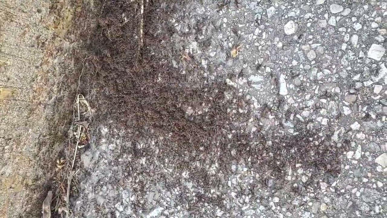 Ants part 2