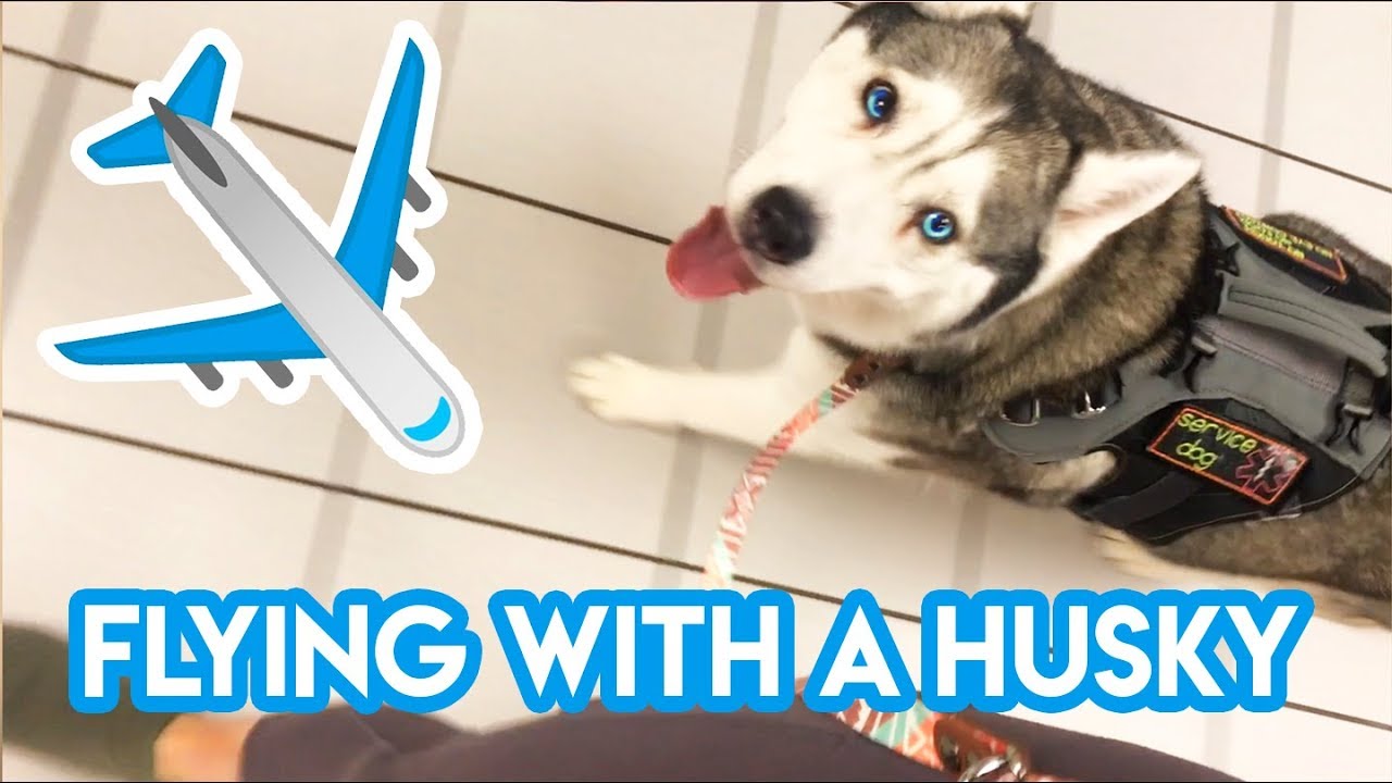 Complete Guide to Flying With a Service Dog w/ FOOTAGE