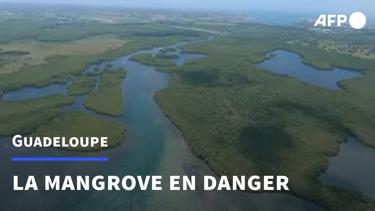 Au secours de la mangrove, dernier rempart écologique de la Guadeloupe | AFP