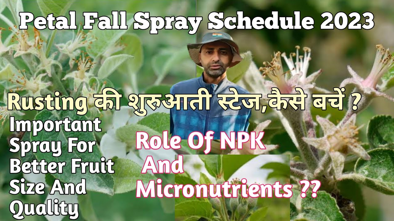 Petal Fall Spray |Petal Fall Spray Schedule 2023| Dimple Panjta |
