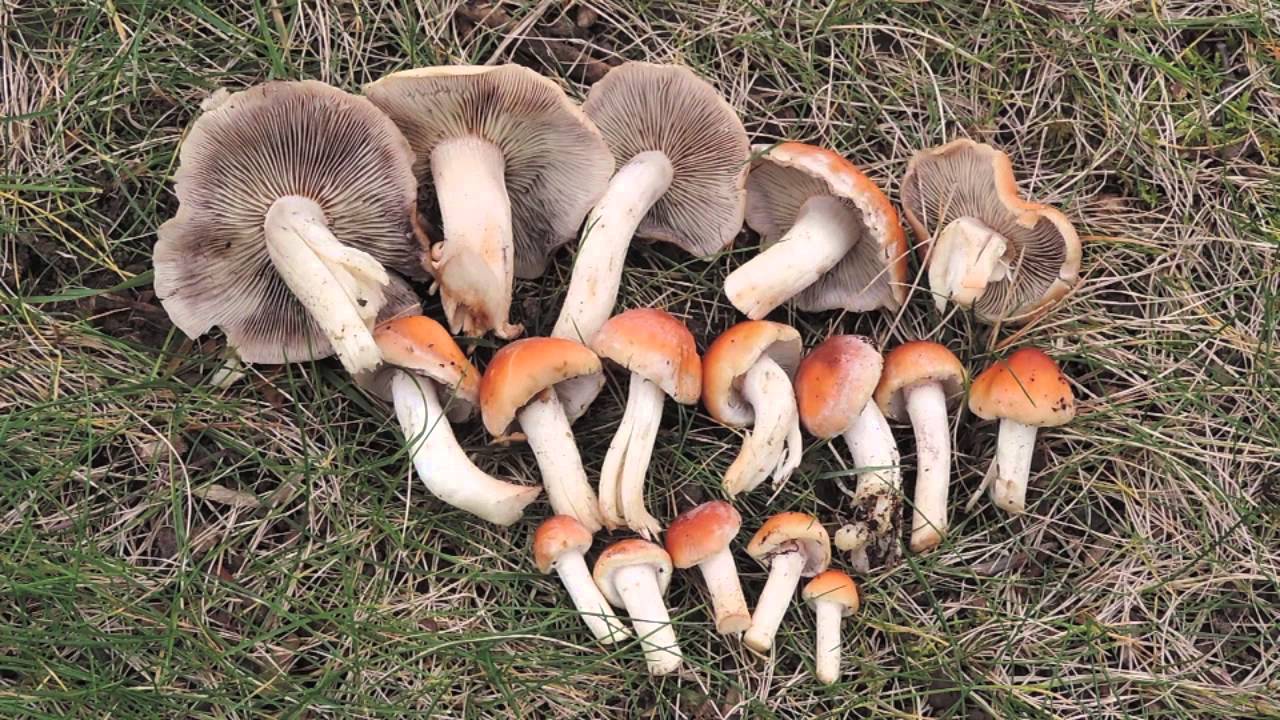 Brick Caps and Salmon Waxy Caps - Mushroom Identification With Adam Haritan