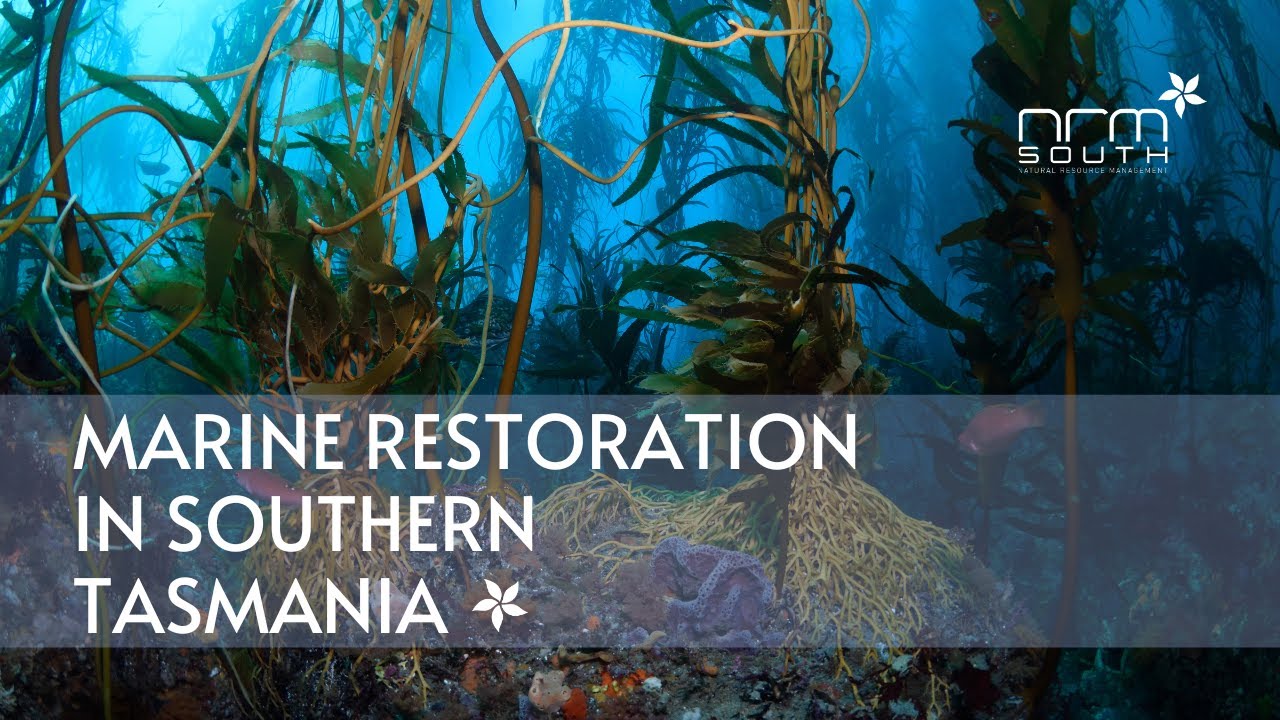 NRM South's Marine Restoration Projects in Southern Tasmania