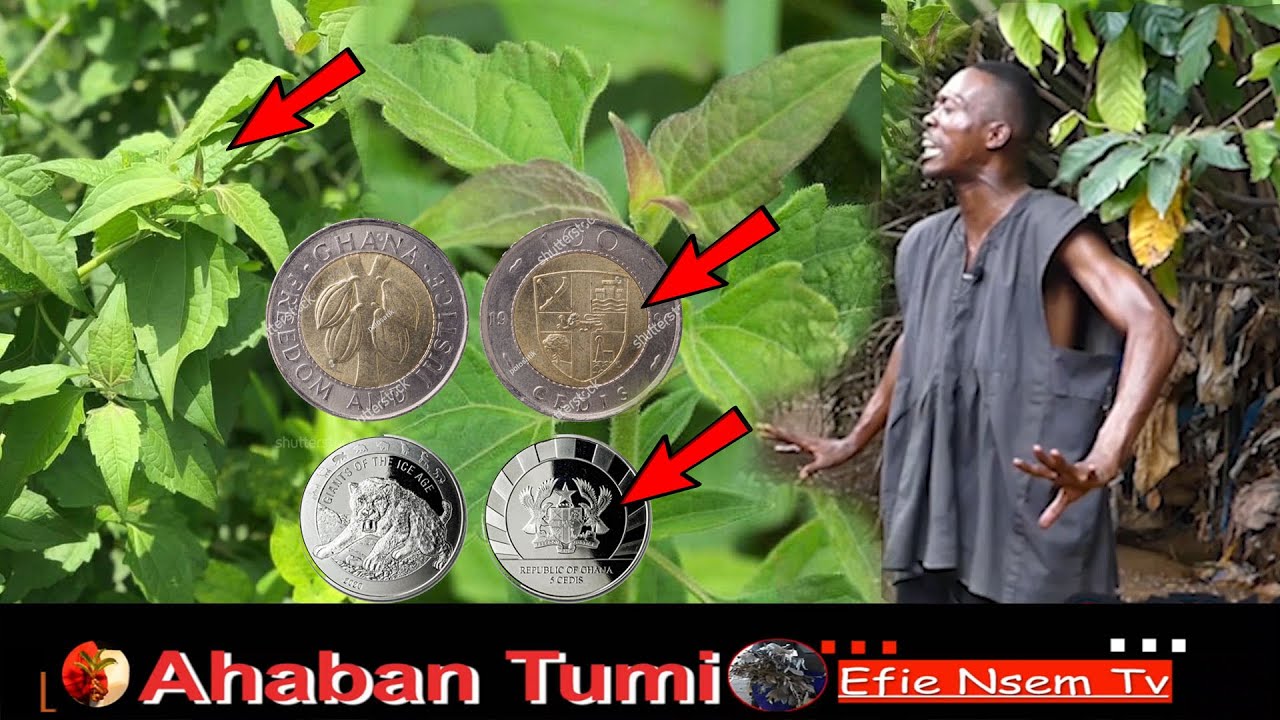The most strongest herbs is Acheampong put 4 coins under and say this - Prophet Lion One