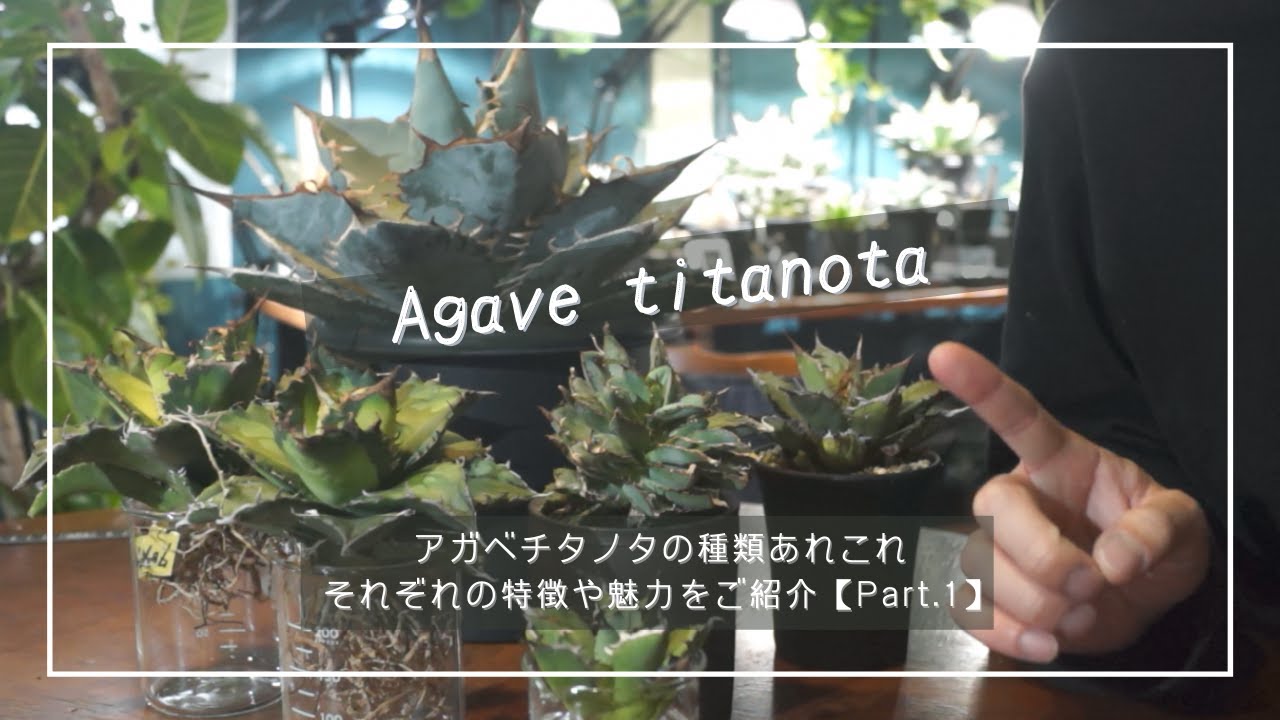 アガベチタノタの種類あれこれ｜それぞれの特徴や魅力をご紹介【Part 1】