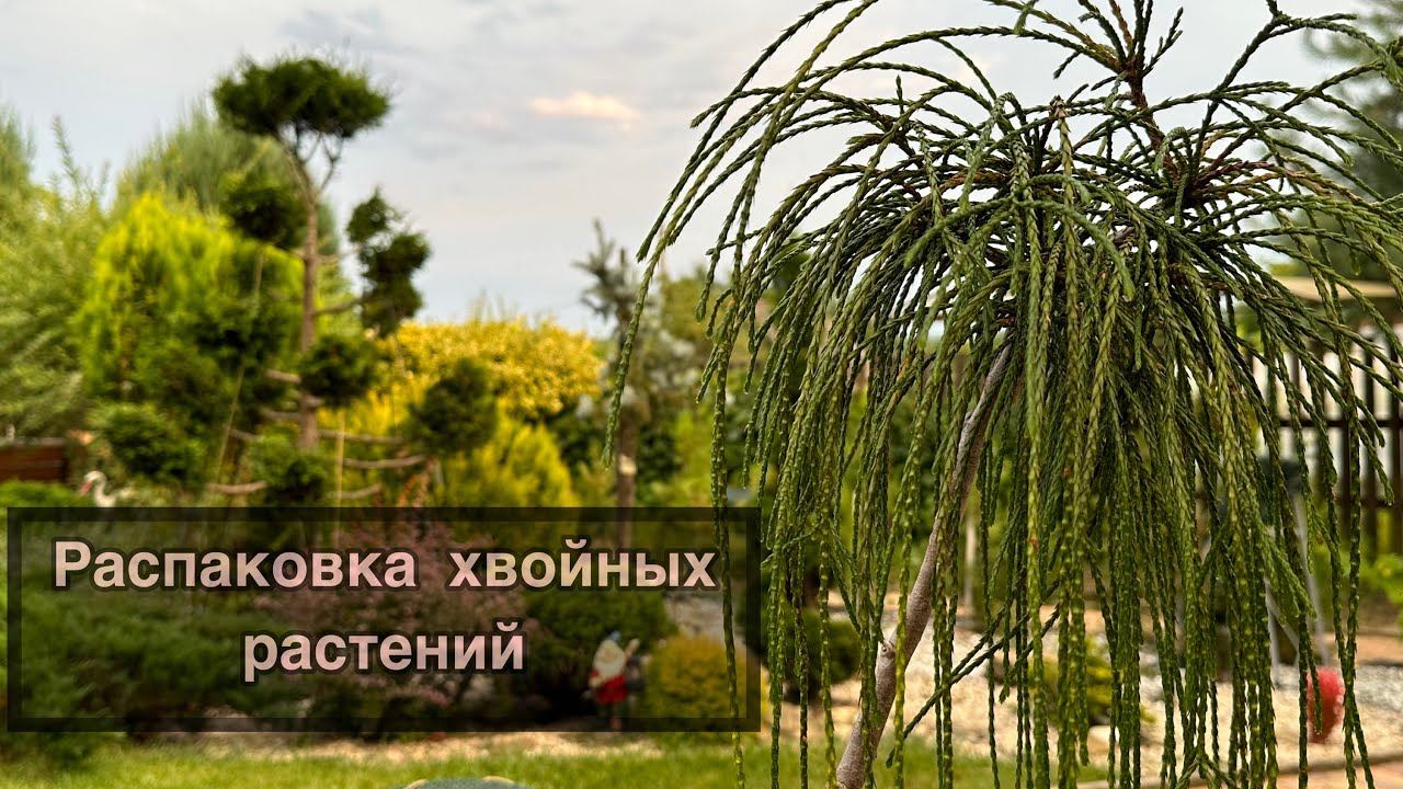 Распаковка новых хвойных. Осторожно мошенники!