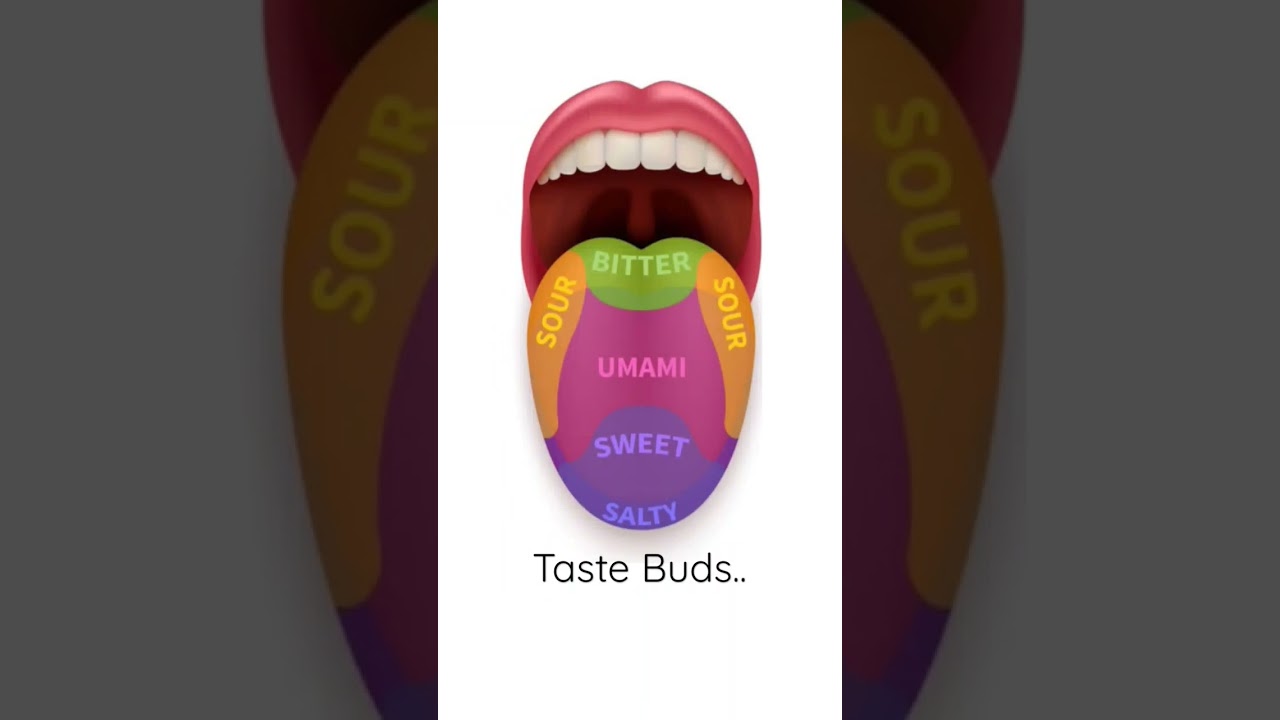 Taste Buds (Tongue) Class 10th Life process (Science) #class10science