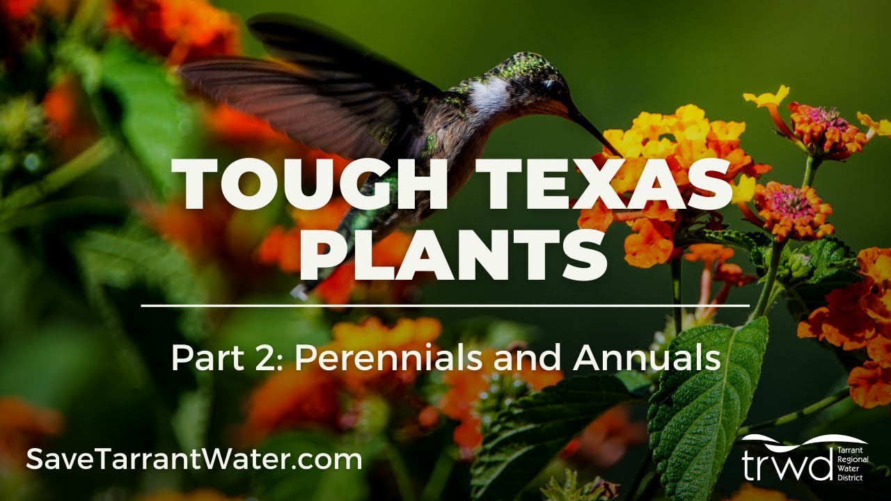 Tough Texas Plants, Part 2: Perennials and Annuals