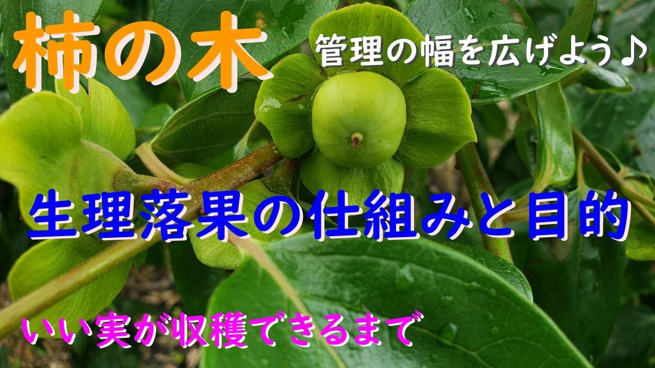 これを知れば管理の幅が向上します！柿の木の生理落果なぜ起こるのか？その仕組みと目的について解説します