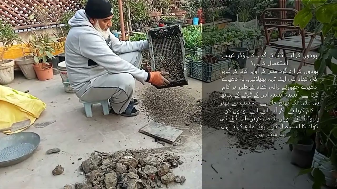 Best organic superfood for plants