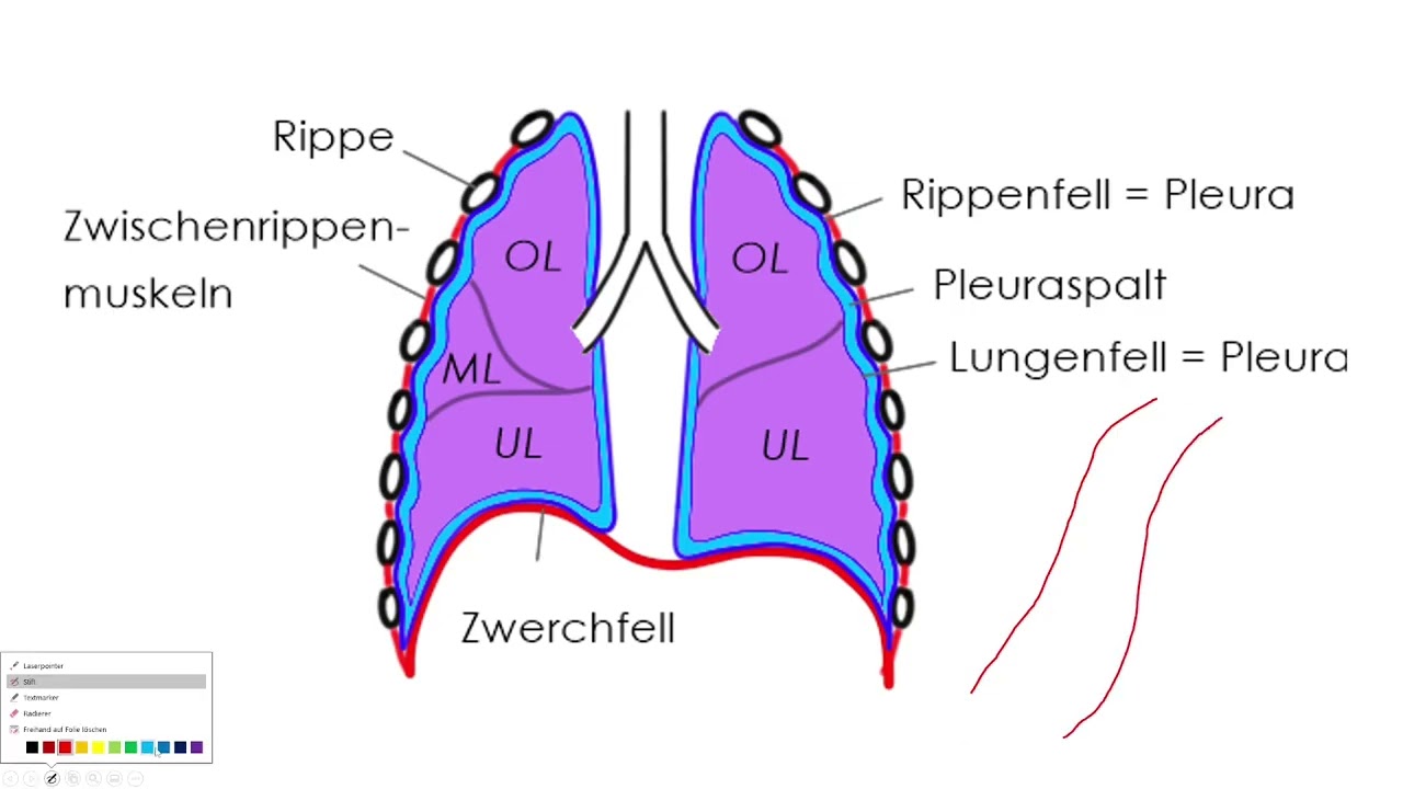 Pleuraerguss (1) - Ursachen und Pathophysiologie (für MedizinstudentInnen)