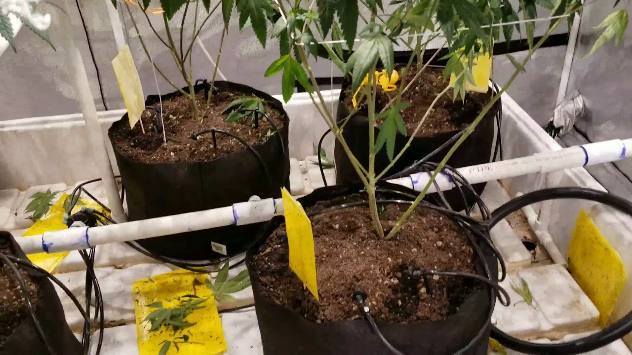 GG4 & BTY OG  Super Soil garden update