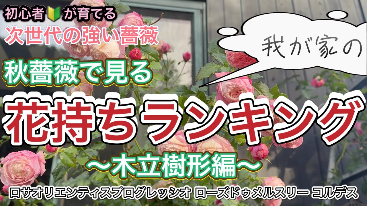 【次世代の強い薔薇】秋バラで見る！『花持ちランキング』〜木立樹形編〜ロサオリエンティスプログレッシオ|ローズドゥメルスリー|コルデス|ザブガーデン的花持ちランキングの発表です♪