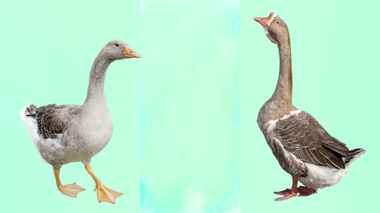 Заняття з розвитку лексико-граматичних категорій та зв'язного мовлення 