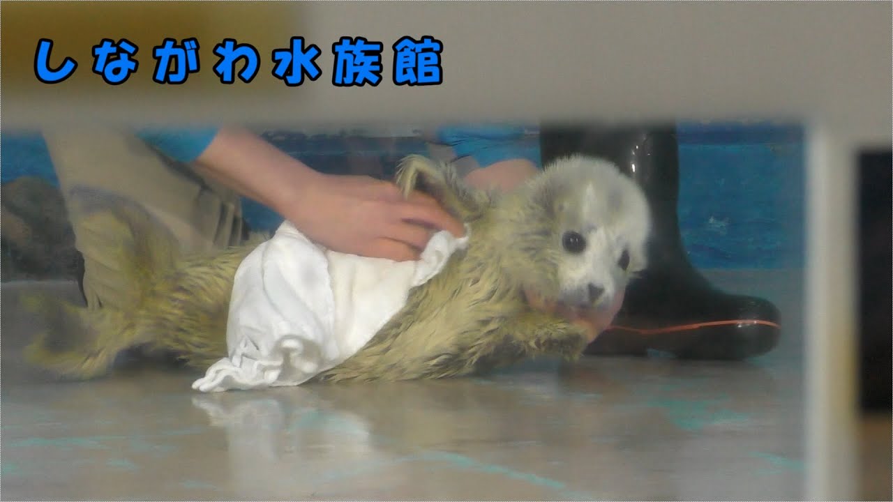 【しながわ水族館】ゴマフアザラシの赤ちゃん（生後８日目）