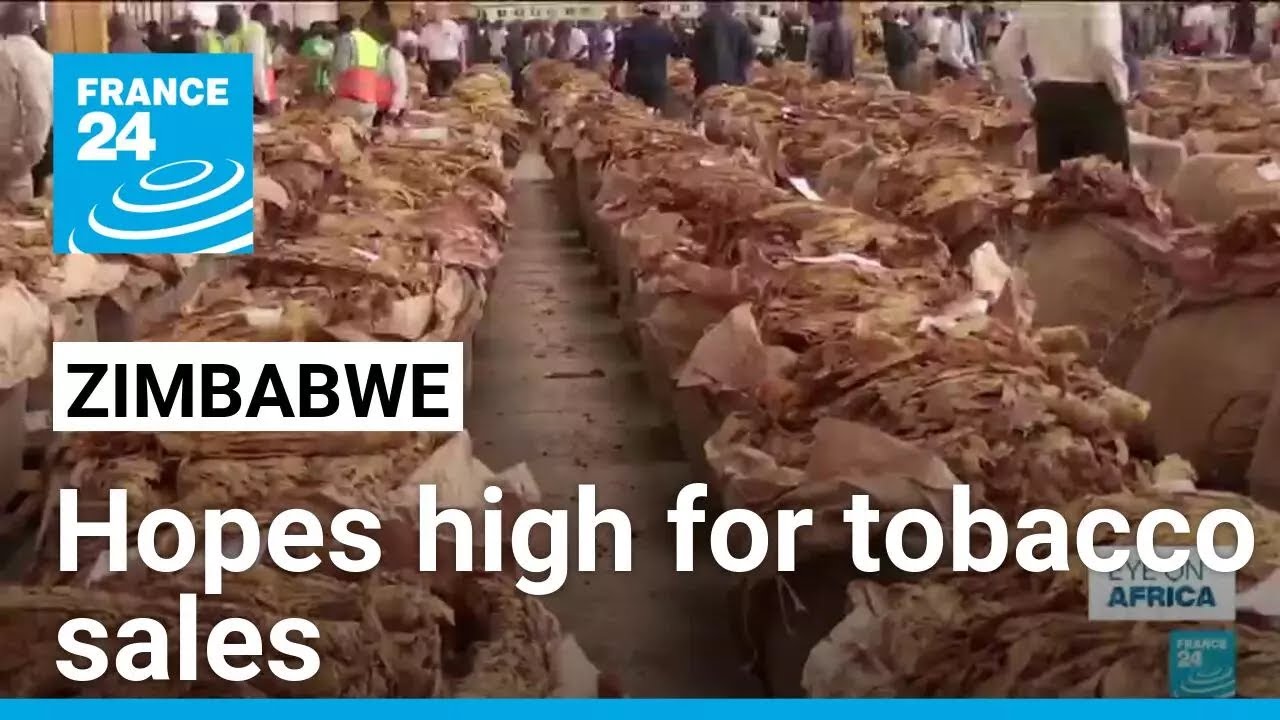 Zimbabwe looks to bumper tobacco sales to boost economy • FRANCE 24 English