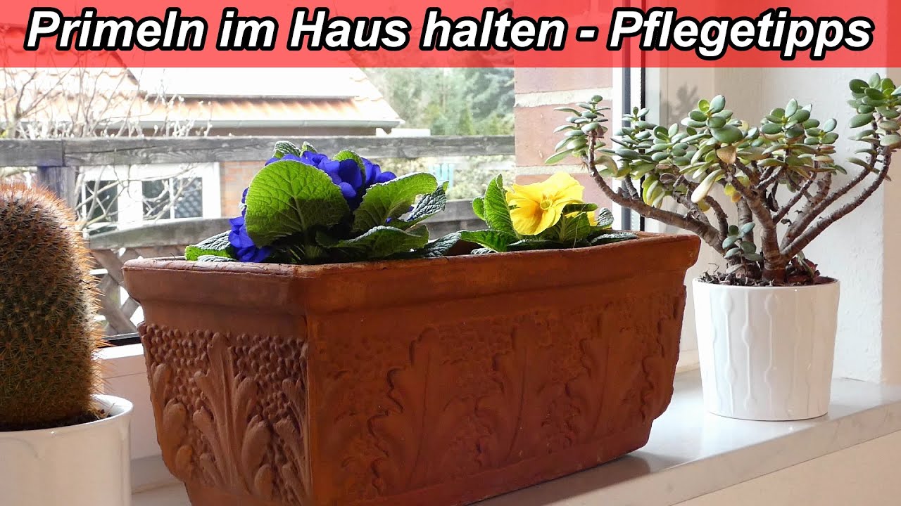Primeln als Zimmerpflanze halten &ndash; Primeln Pflanzen Standort & Pflege Drinnen im Haus / Wohnung
