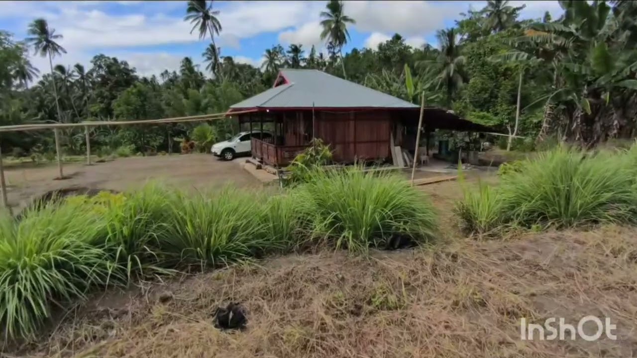 Kebun Durian Perlombaan. Winorangian Tombatu Minahasa Tenggara. Januari 2026.