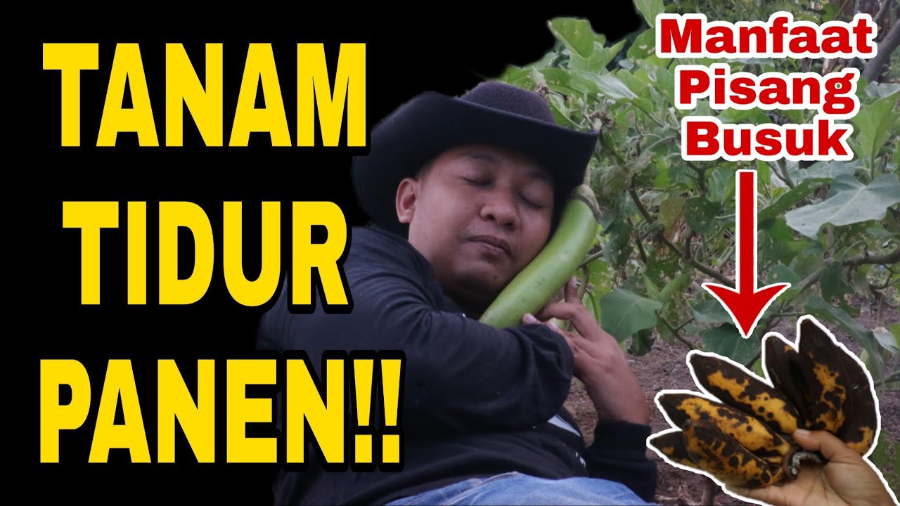 JUS PISANG BUSUK, PENGGANTI NPK KIMIA DI KEBUN SAYA  !!!