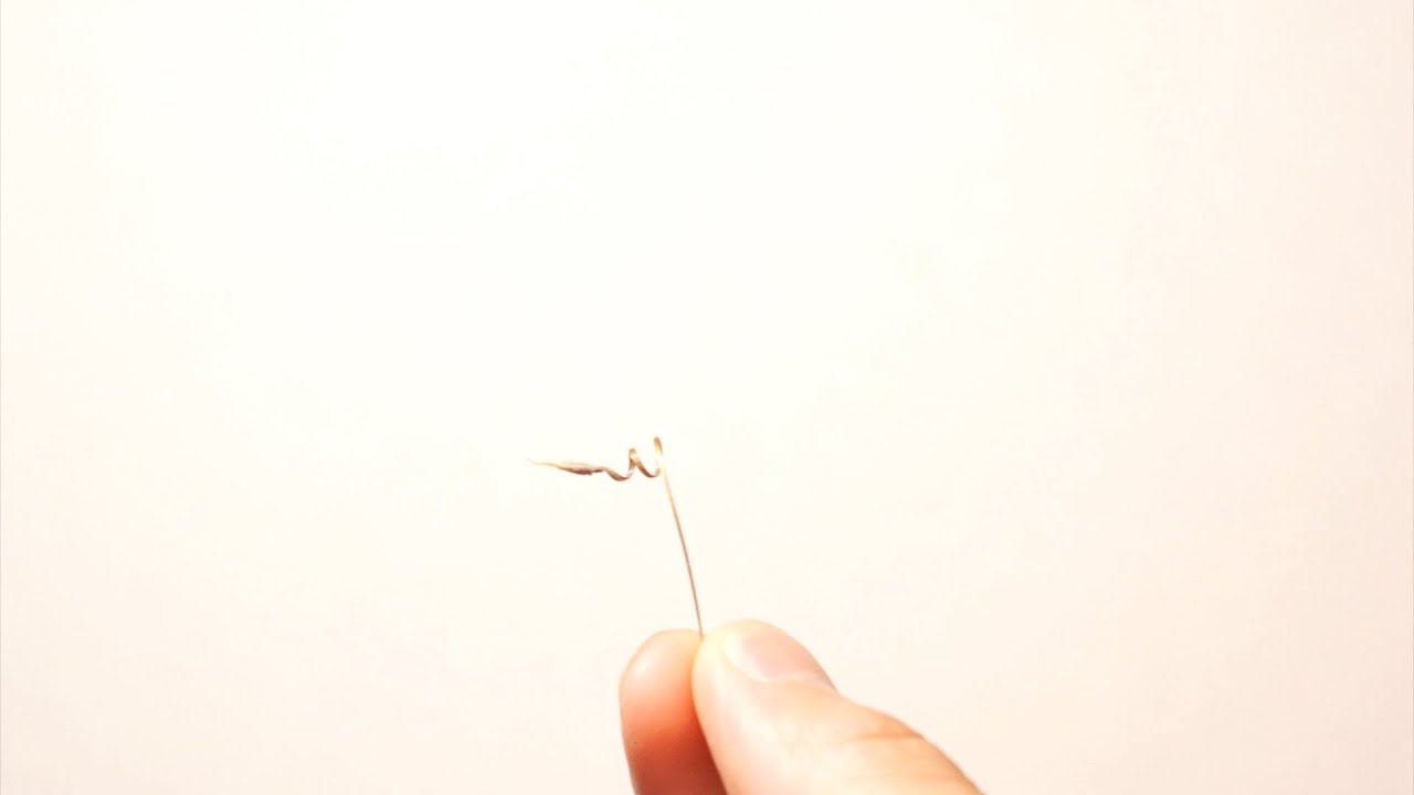 モンソニア・ペニクリナの播種(Sowing Monsonia peniculina)