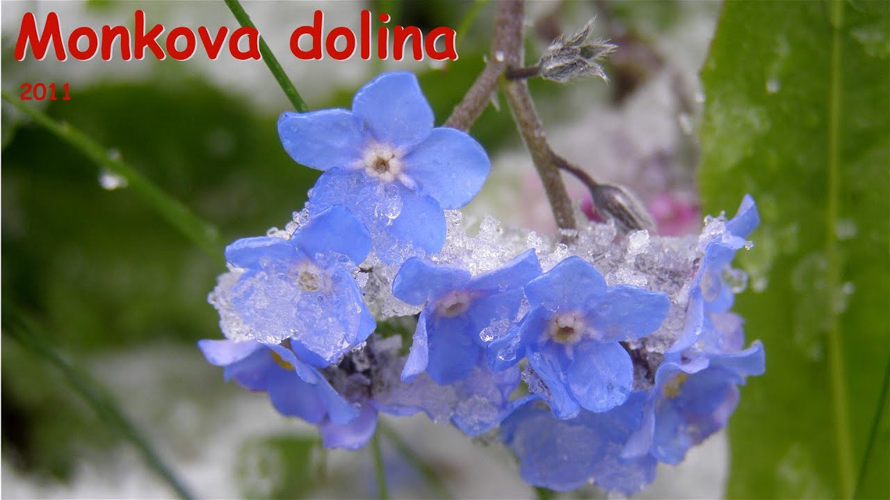 Bludárium – Východné Tatry (Monkova dolina)