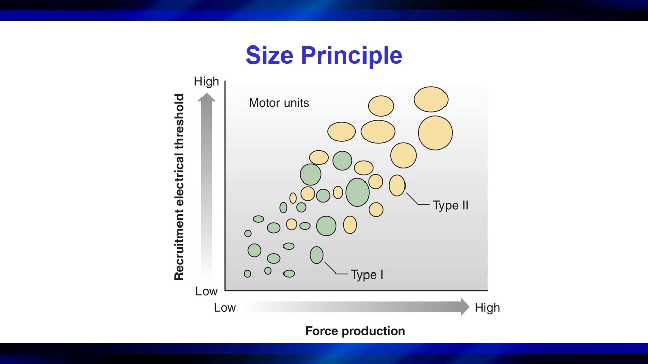Adaptations to Anaerobic Training Programs HSC 240