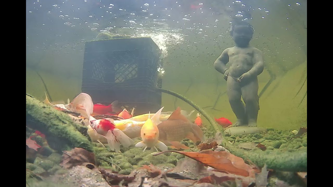 Weekly fishpond check in .
