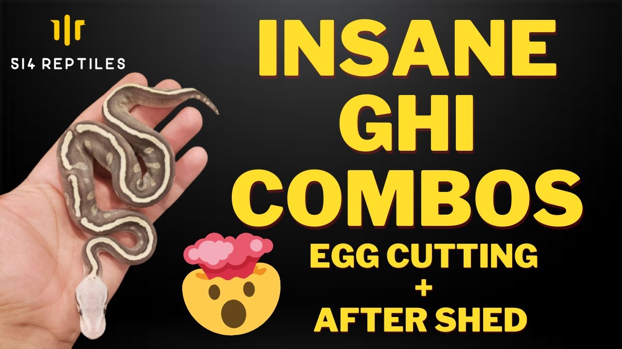 BALL PYTHON EGG CUTTING WITH INSANE BABIES!! COOKIES N CREAM! [GHI COMBOS] | 514 Reptiles