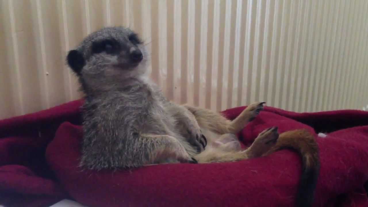Soori the meerkat nodding off!