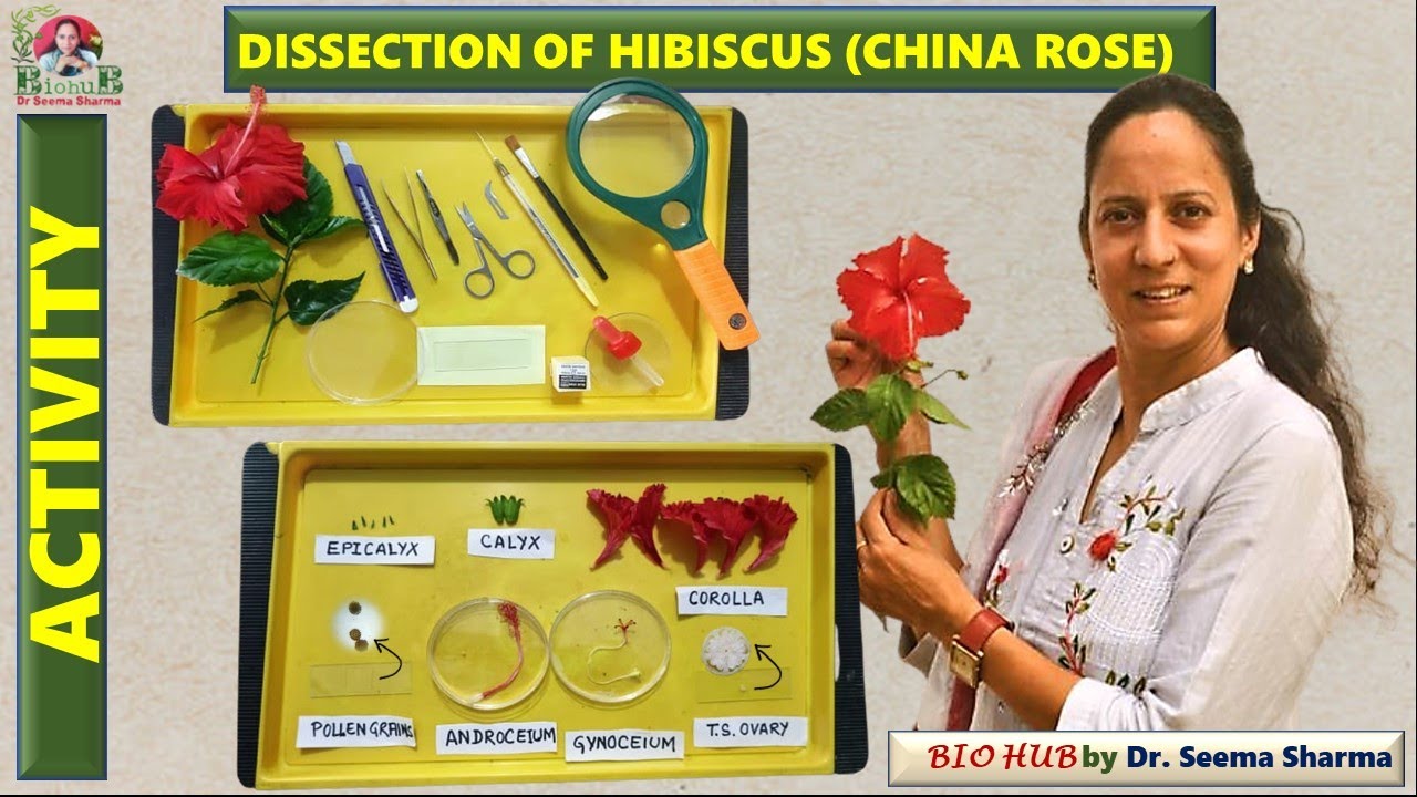 Dissection of Hibiscus rosa-sinensis (China Rose)