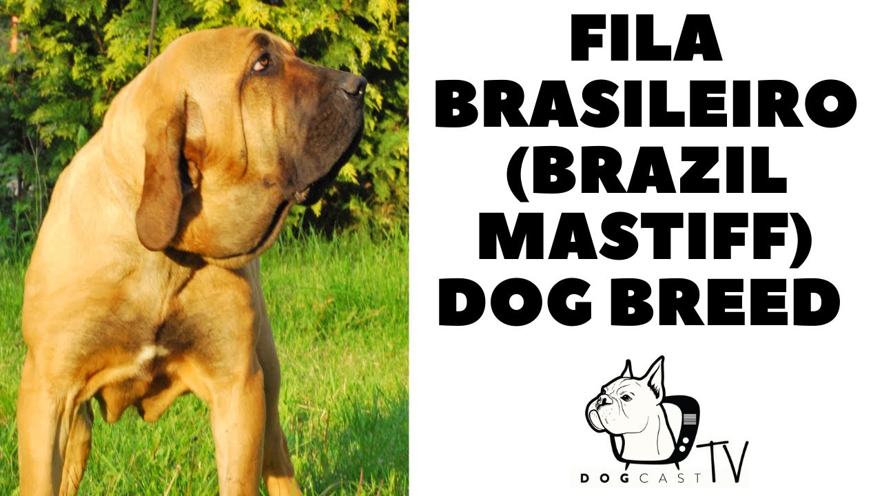 FILA BRASILEIRO (Brazil Mastiff) Dog Breed!  DogCastTV!