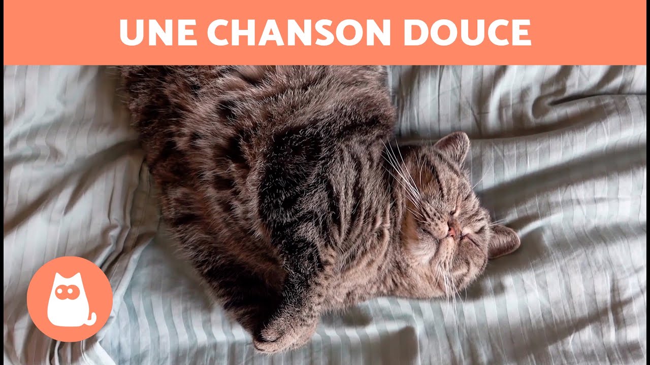 MUSIQUE pour ENDORMIR LES CHATS 🐱💤 (Chatons et chats adultes)