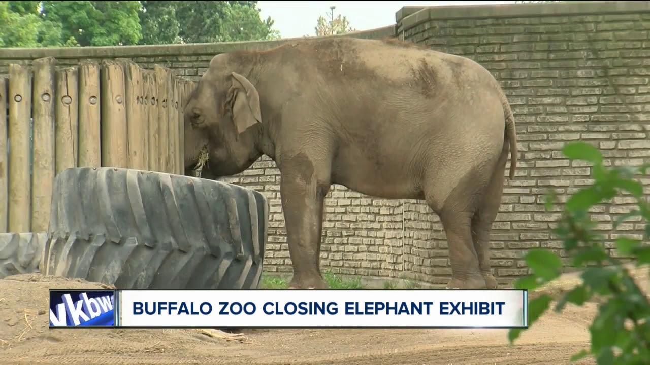 Buffalo Zoo closing elephant exhibit