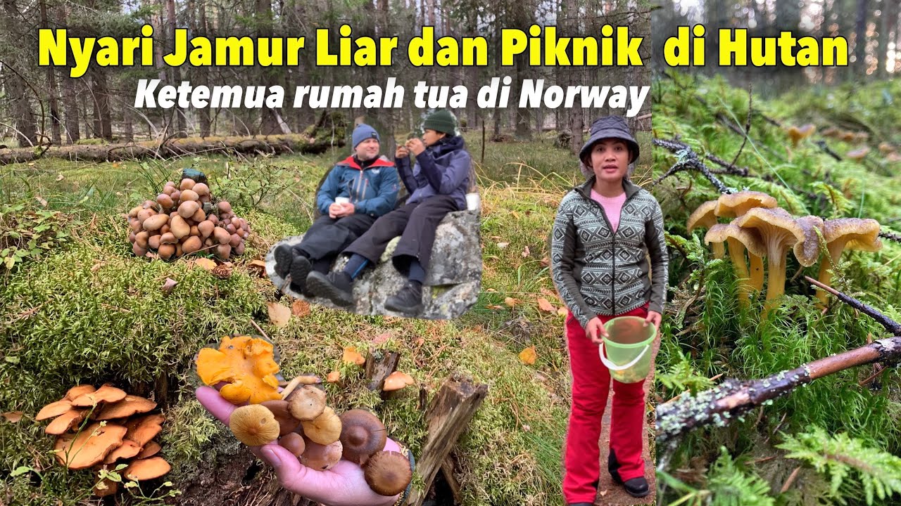 AKHIRNYA PERGI KE HUTAN NYARI JAMUR LIAR