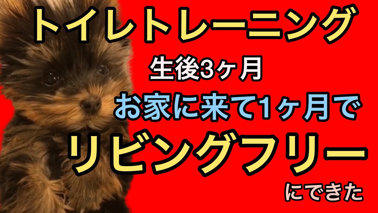トイレトレーニング！生後3ヶ月の子犬のヨークシャーテリアがお家に来て１ヶ月でリビングフリーに出来た！