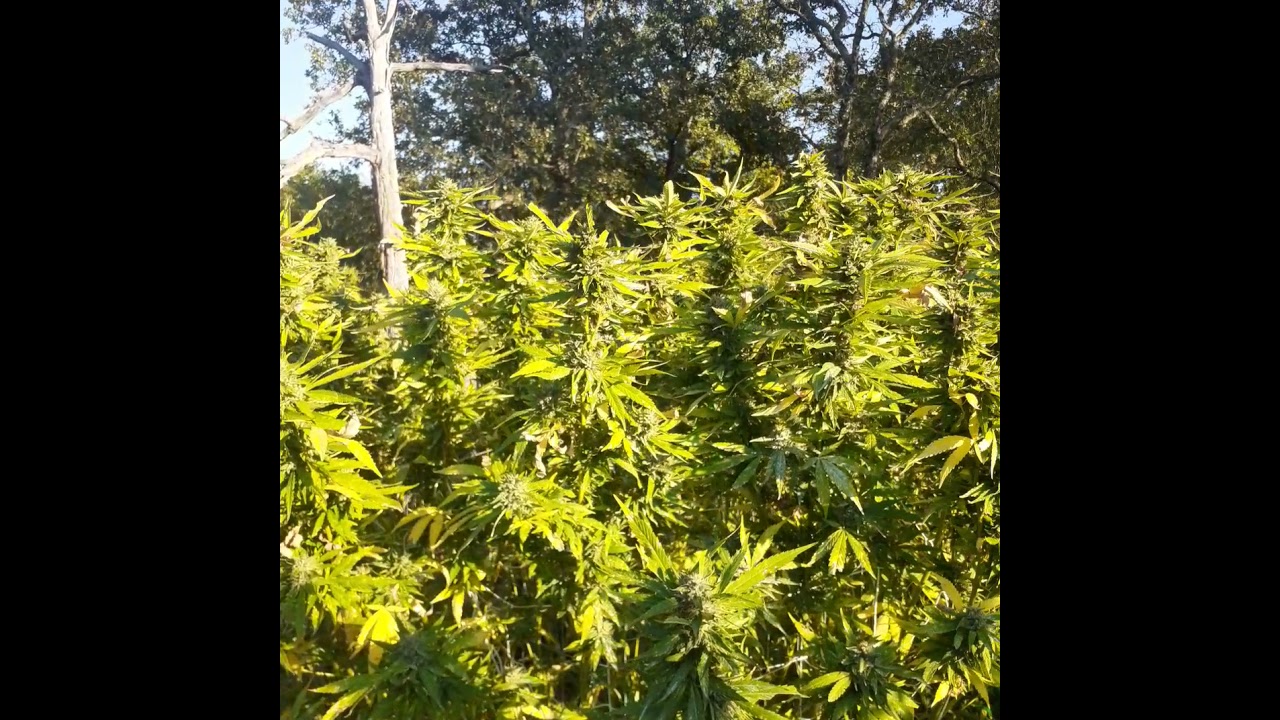 outdoor grow mendo dope, L.A. CONFIDENTIAL, sour headband