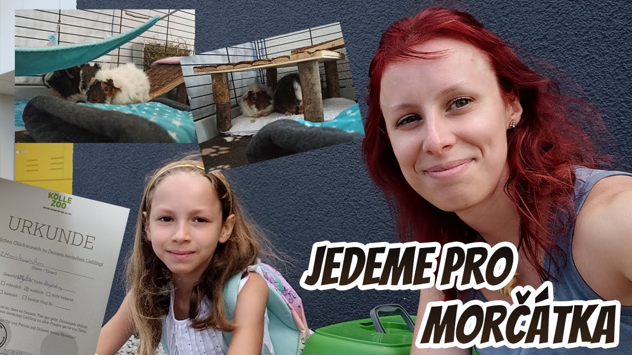 Kupujeme morčátka, seznamování s Oreem, Německé zverimexy, zkušenost s první chovatelkou || Vlog
