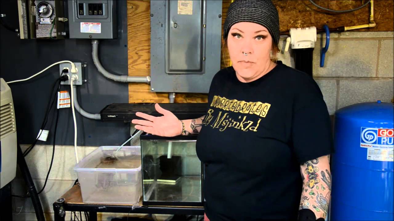 Quarantine Set-up for Fish Part 1 -Tuesday Tip