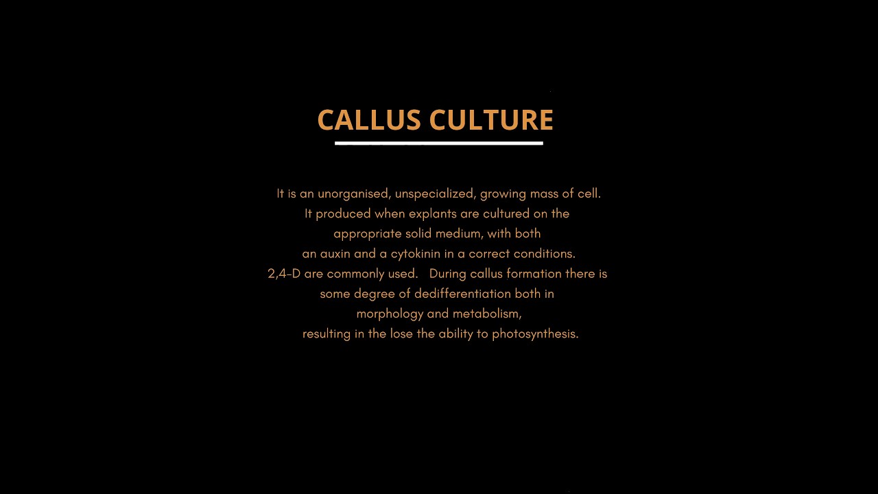 callus culture 