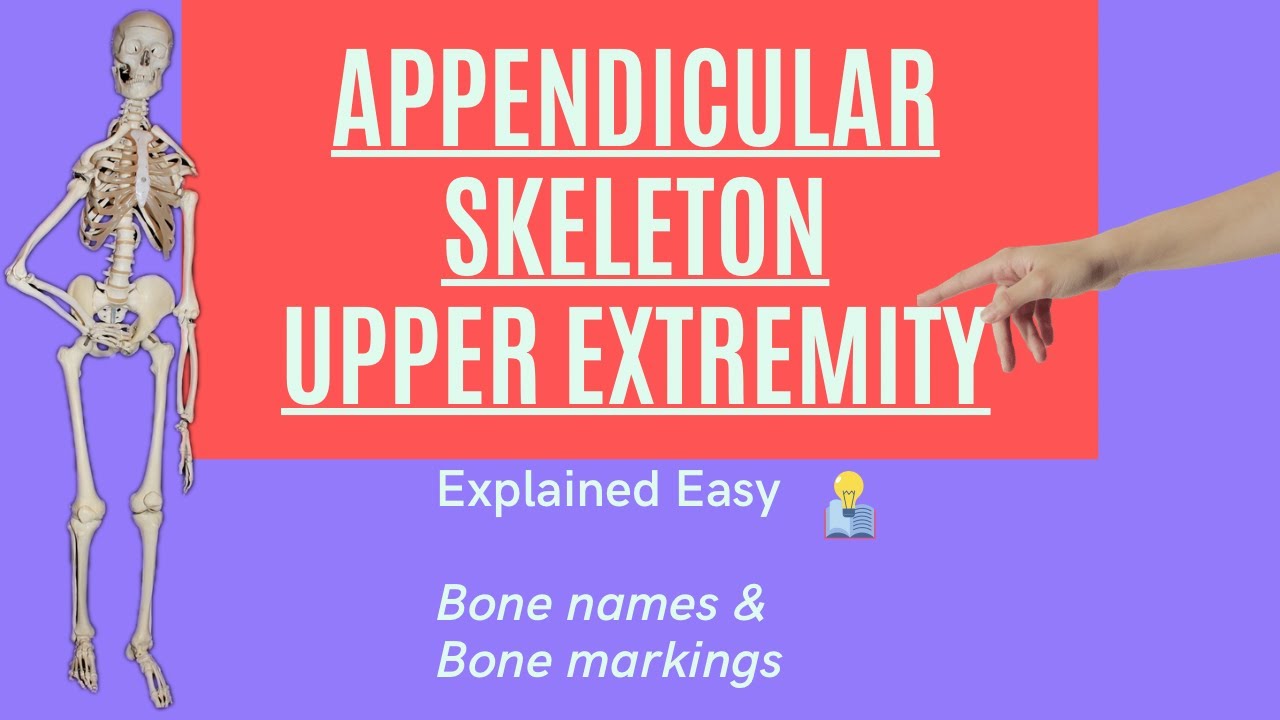Appendicular Skeleton Anatomy Part 1| Upper Extremity #skeleton #bones