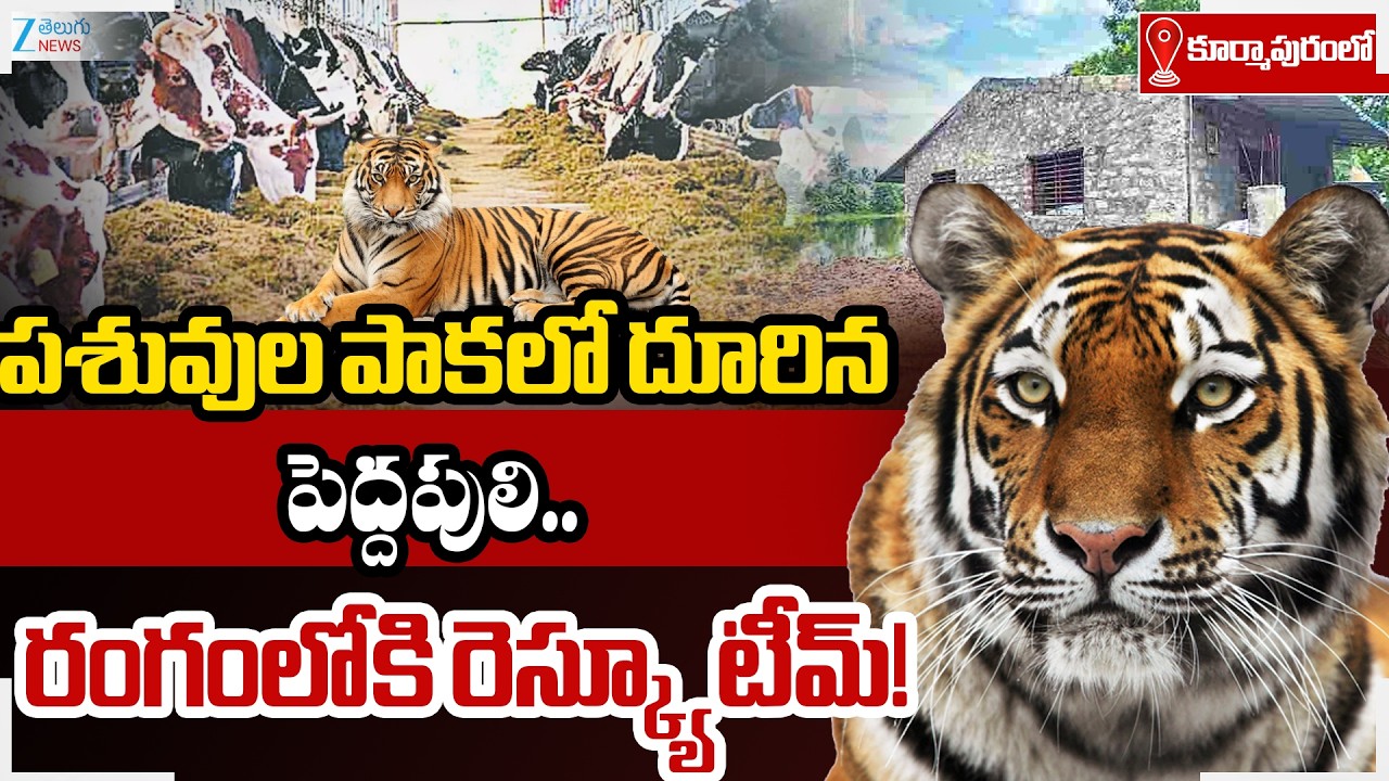 Rajahmundry Tiger Search Operation Updates: పశువుల పాకలో దూరిన పెద్దపులి.. రంగంలోకి రెస్క్యూ టీమ్‌!