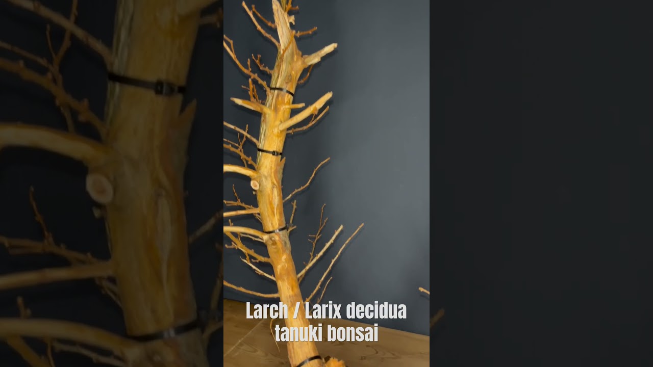 Tanuki larch / larix decidua bonsai 