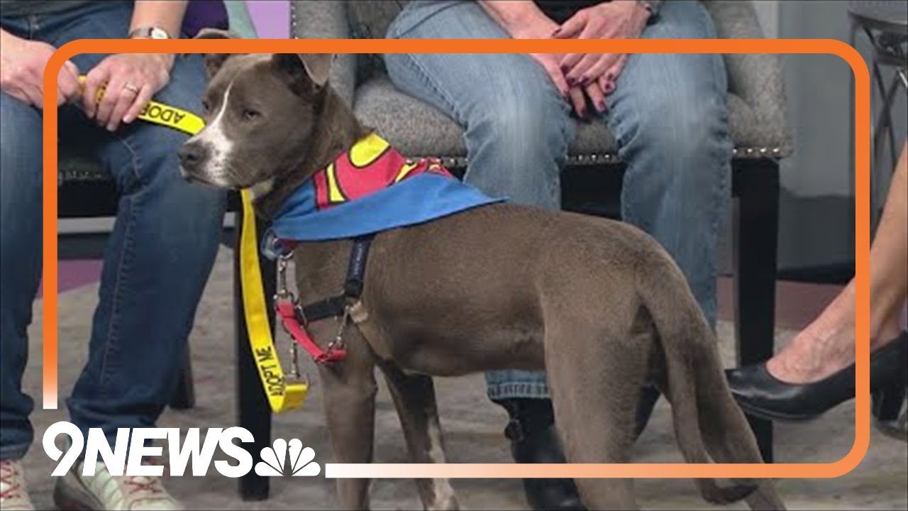 1-year-old mix breed pup named Dino Chicken Nugget needs a new home