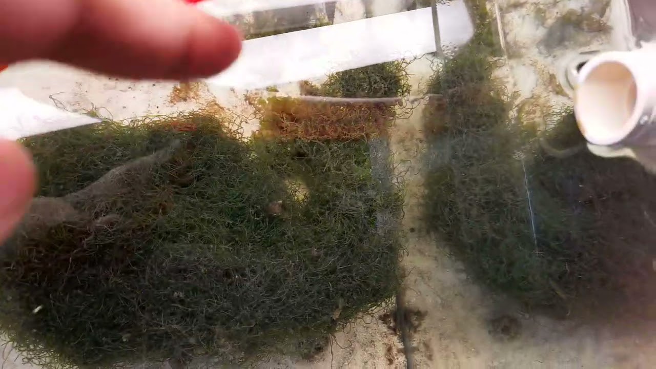 Marine Aquarium Refugium
