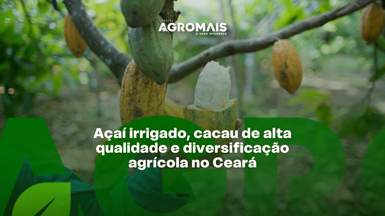 Açaí irrigado e cacau tecnificado impulsionam o agro cearense - Panorama do Agro 048
