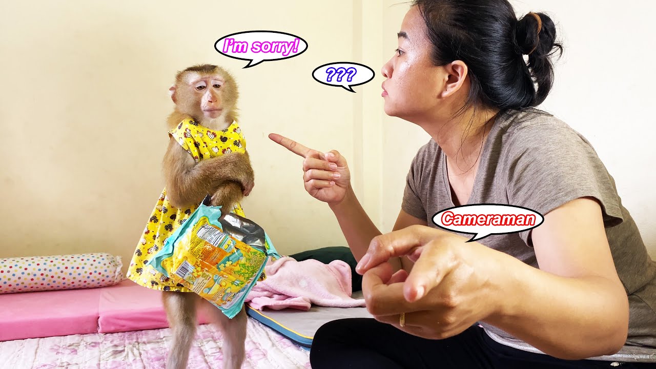 Monkey Lyly apologizes to her mother for secretly doing this with the cameraman.